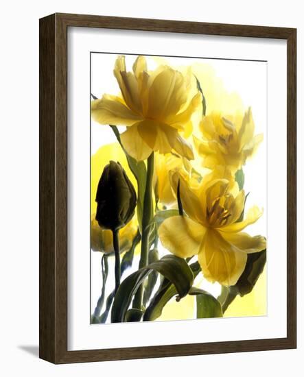 Flowers-Andrzej Pluta-Framed Giclee Print