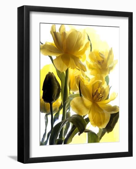 Flowers-Andrzej Pluta-Framed Giclee Print