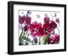 Flowers-Andrzej Pluta-Framed Giclee Print