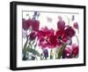 Flowers-Andrzej Pluta-Framed Giclee Print