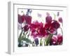 Flowers-Andrzej Pluta-Framed Giclee Print