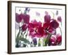 Flowers-Andrzej Pluta-Framed Giclee Print