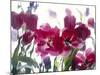 Flowers-Andrzej Pluta-Mounted Giclee Print