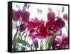 Flowers-Andrzej Pluta-Framed Stretched Canvas