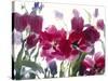 Flowers-Andrzej Pluta-Stretched Canvas