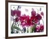 Flowers-Andrzej Pluta-Framed Giclee Print