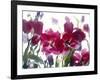 Flowers-Andrzej Pluta-Framed Giclee Print