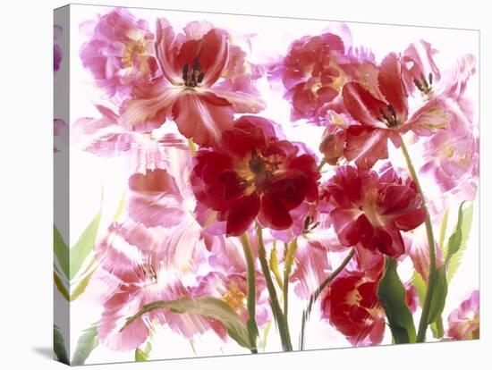 Flowers-Andrzej Pluta-Stretched Canvas