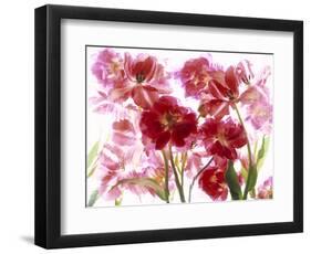 Flowers-Andrzej Pluta-Framed Giclee Print