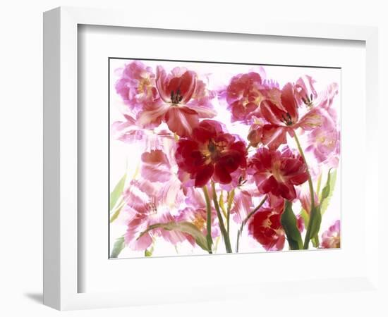 Flowers-Andrzej Pluta-Framed Giclee Print