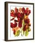 Flowers-Andrzej Pluta-Framed Giclee Print