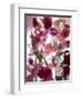 Flowers-Andrzej Pluta-Framed Giclee Print