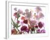 Flowers-Andrzej Pluta-Framed Giclee Print