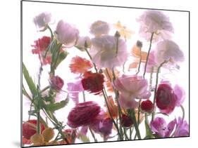 Flowers-Andrzej Pluta-Mounted Giclee Print