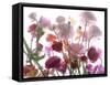 Flowers-Andrzej Pluta-Framed Stretched Canvas