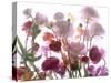 Flowers-Andrzej Pluta-Stretched Canvas