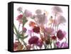 Flowers-Andrzej Pluta-Framed Stretched Canvas