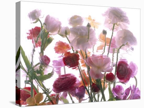 Flowers-Andrzej Pluta-Stretched Canvas