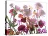 Flowers-Andrzej Pluta-Stretched Canvas