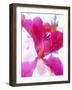 Flowers-Andrzej Pluta-Framed Giclee Print