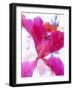 Flowers-Andrzej Pluta-Framed Giclee Print