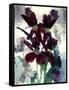 Flowers-Andrzej Pluta-Framed Stretched Canvas