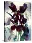 Flowers-Andrzej Pluta-Stretched Canvas