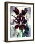 Flowers-Andrzej Pluta-Framed Giclee Print