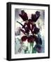 Flowers-Andrzej Pluta-Framed Giclee Print