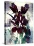 Flowers-Andrzej Pluta-Stretched Canvas