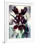 Flowers-Andrzej Pluta-Framed Giclee Print