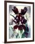 Flowers-Andrzej Pluta-Framed Giclee Print