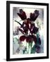 Flowers-Andrzej Pluta-Framed Giclee Print