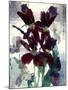 Flowers-Andrzej Pluta-Mounted Giclee Print