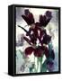 Flowers-Andrzej Pluta-Framed Stretched Canvas