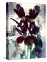 Flowers-Andrzej Pluta-Stretched Canvas