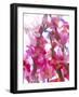 Flowers-Andrzej Pluta-Framed Giclee Print