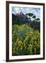 Flowery Canyon, Watchman and Pa Rus Trail, Zion National Park, Utah-Vincent James-Framed Photographic Print