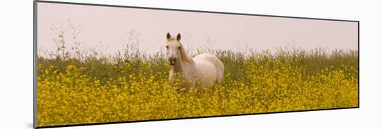 Flowery Field-Sally Linden-Mounted Photo