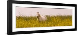 Flowery Field-Sally Linden-Framed Photo