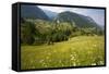 Flowery Pastures in the Piatra Craiulu Mountains-null-Framed Stretched Canvas