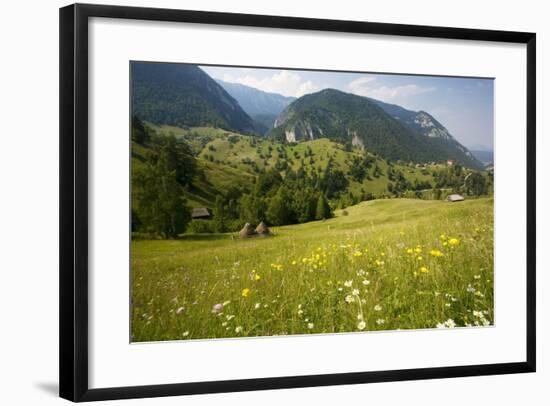 Flowery Pastures in the Piatra Craiulu Mountains-null-Framed Photographic Print