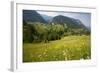 Flowery Pastures in the Piatra Craiulu Mountains-null-Framed Photographic Print