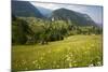 Flowery Pastures in the Piatra Craiulu Mountains-null-Mounted Photographic Print