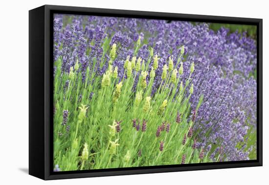 Flowing Lavender I-Dana Styber-Framed Stretched Canvas