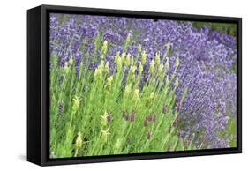 Flowing Lavender I-Dana Styber-Framed Stretched Canvas