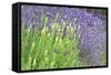 Flowing Lavender I-Dana Styber-Framed Stretched Canvas