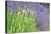 Flowing Lavender I-Dana Styber-Stretched Canvas