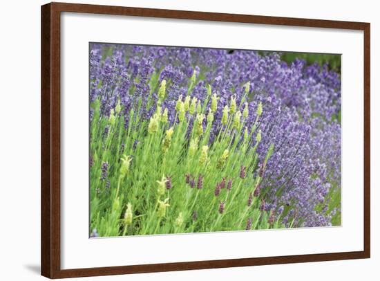 Flowing Lavender I-Dana Styber-Framed Photographic Print