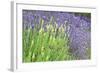 Flowing Lavender I-Dana Styber-Framed Photographic Print